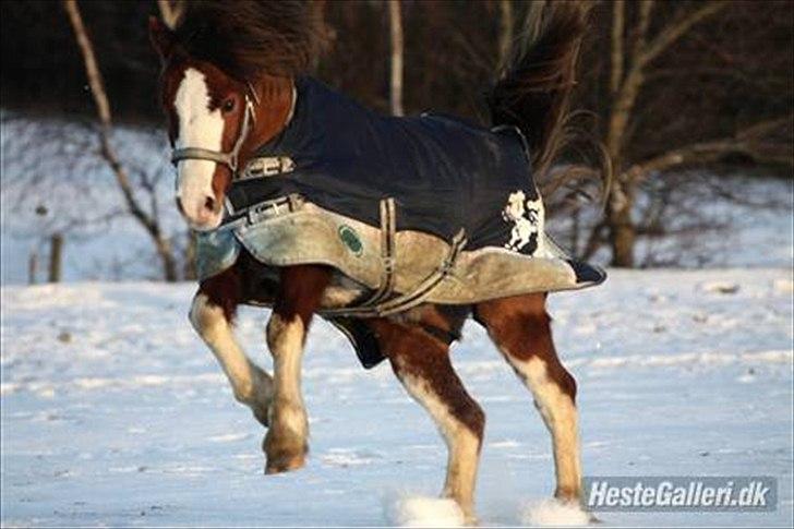 Welsh Pony af Cob-type (sec C) Thers Hey Harlekin<3 billede 11