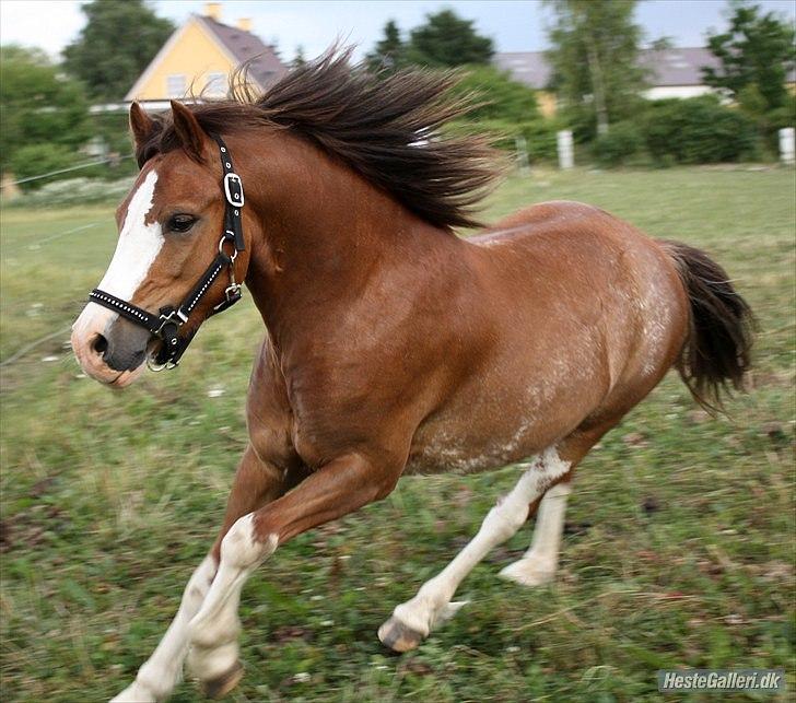 Welsh Pony af Cob-type (sec C) Thers Hey Harlekin<3 billede 8