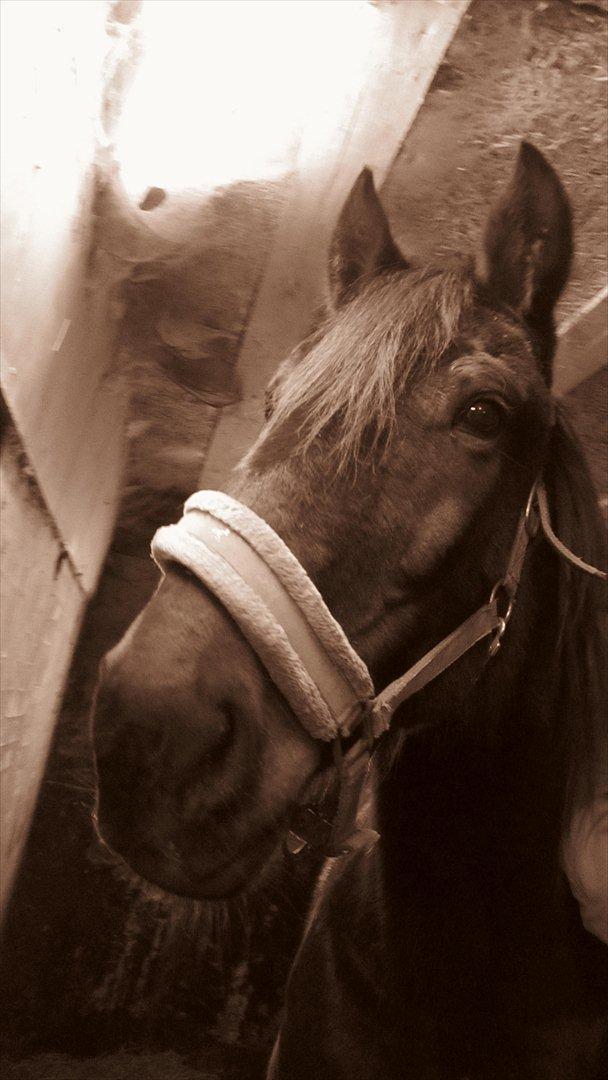 Traver Cerard Top billede 11