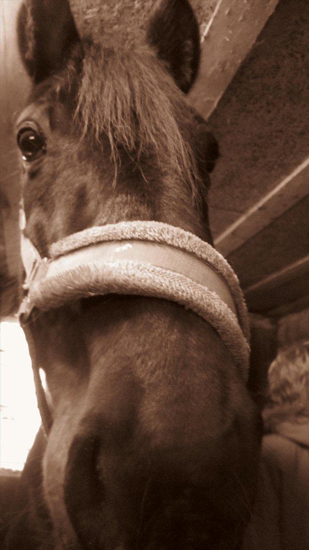 Traver Cerard Top billede 12