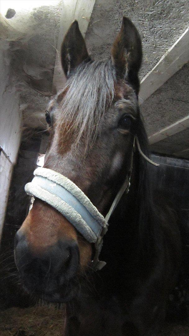 Traver Cerard Top - Tak fordi at i kiggede forbi, lig gerne en kommentar og bedømmelse? ;) billede 20