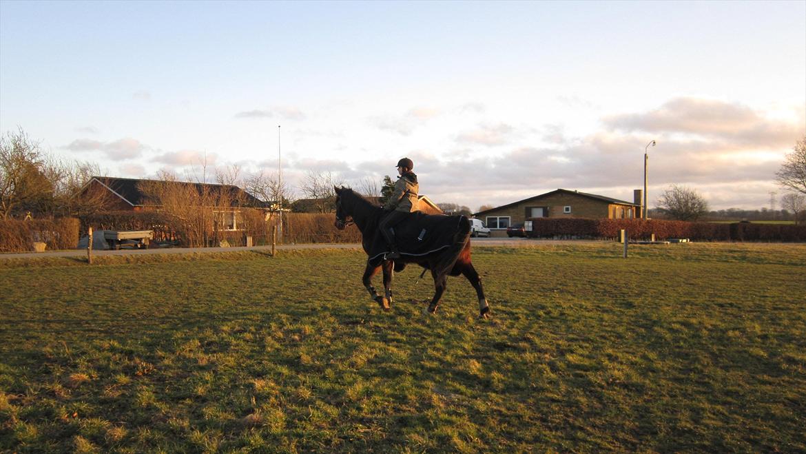 Traver Cerard Top billede 13