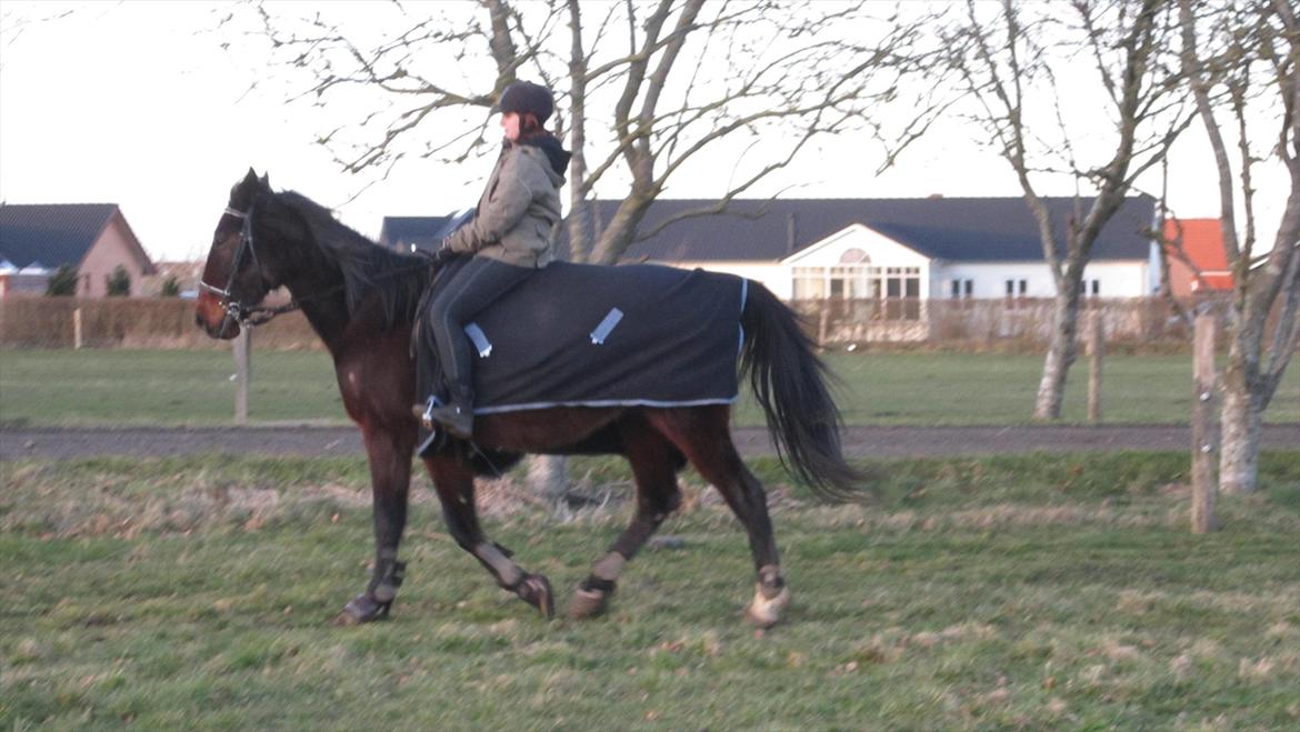 Traver Cerard Top billede 14