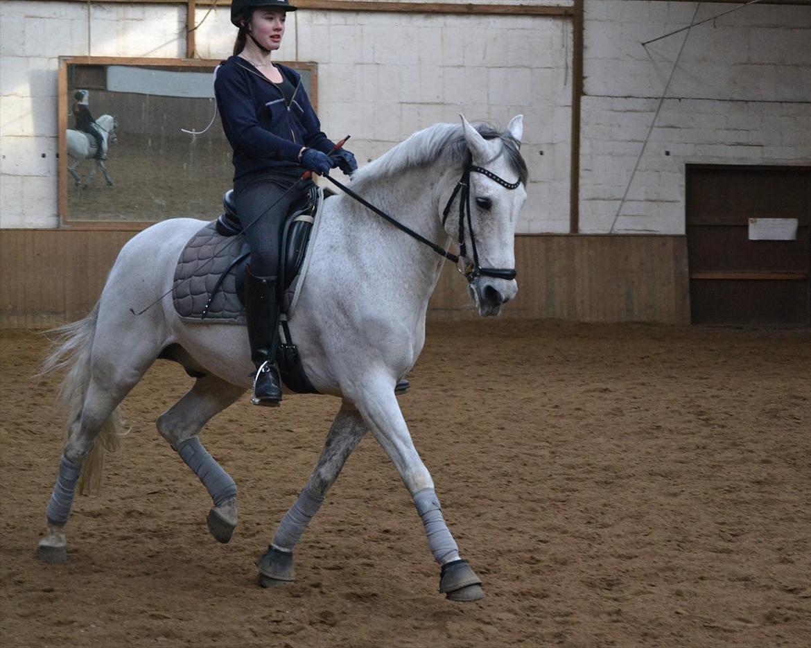 Hollandsk Sportspony LOOK AT ME - Træning Febuar 2012 billede 18