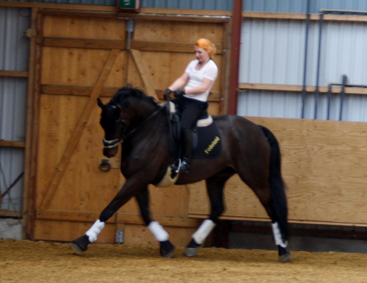 Dansk Varmblod Lyngbjergs Roman Touch billede 14
