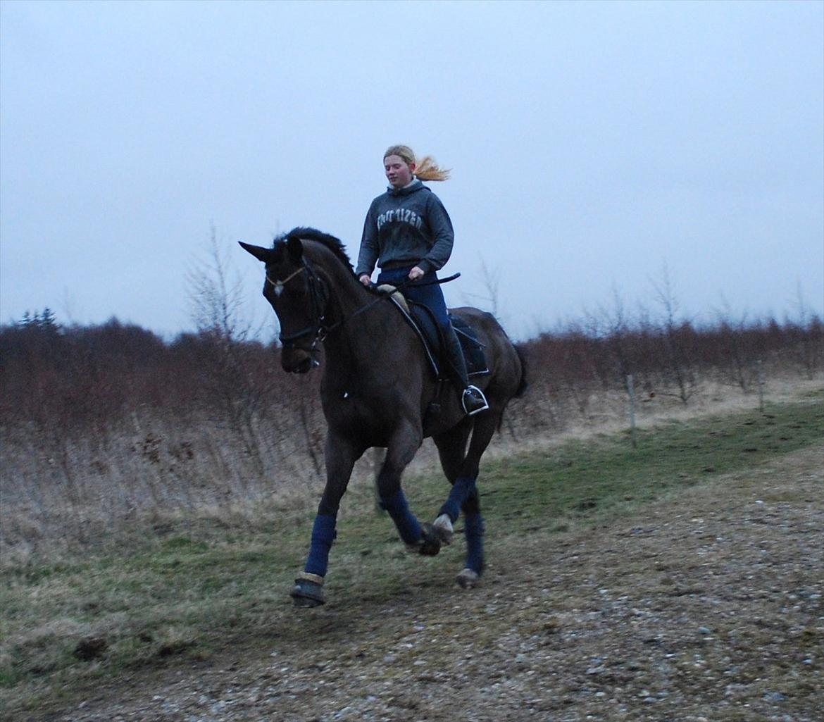 Dansk Varmblod Lerini A **RDS** - Galop.. gode bagben billede 7