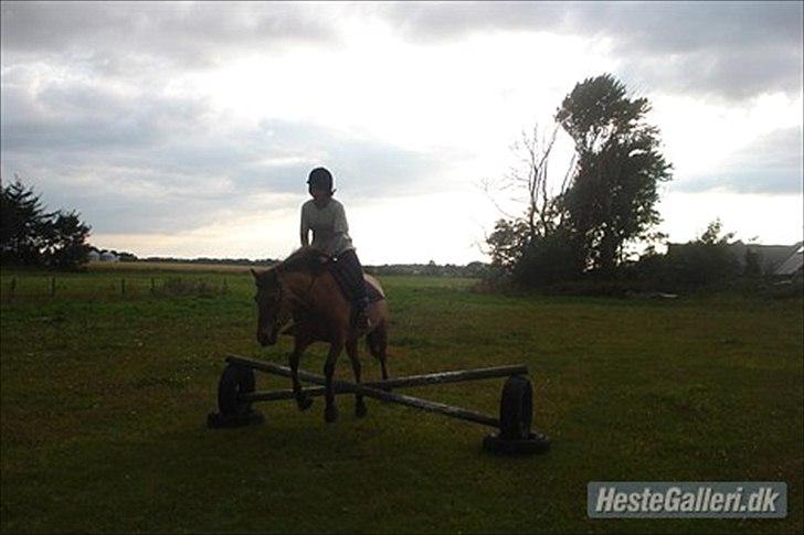 Anden særlig race  Kandis  billede 16