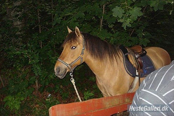 Anden særlig race  Kandis  - En smuk pony som jeg har mig billede 17