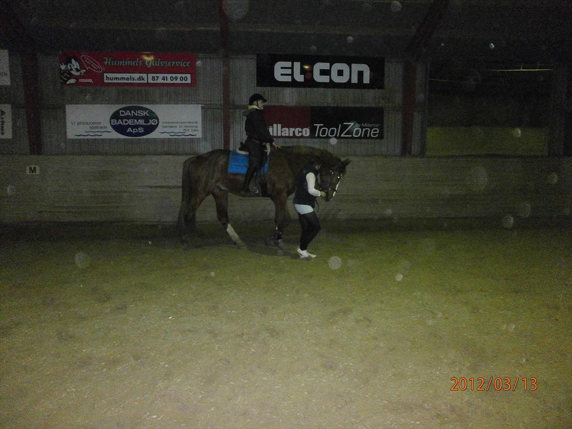 Dansk Varmblod Vestergårds Don Diligo - Så kom jeg op på Don allerførste gang :D :D billede 14