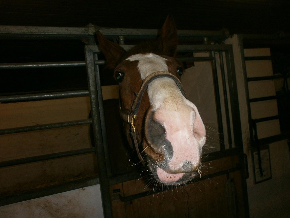 Dansk Varmblod Vestergårds Don Diligo - Moar! er det ikke mad snart! :D billede 15