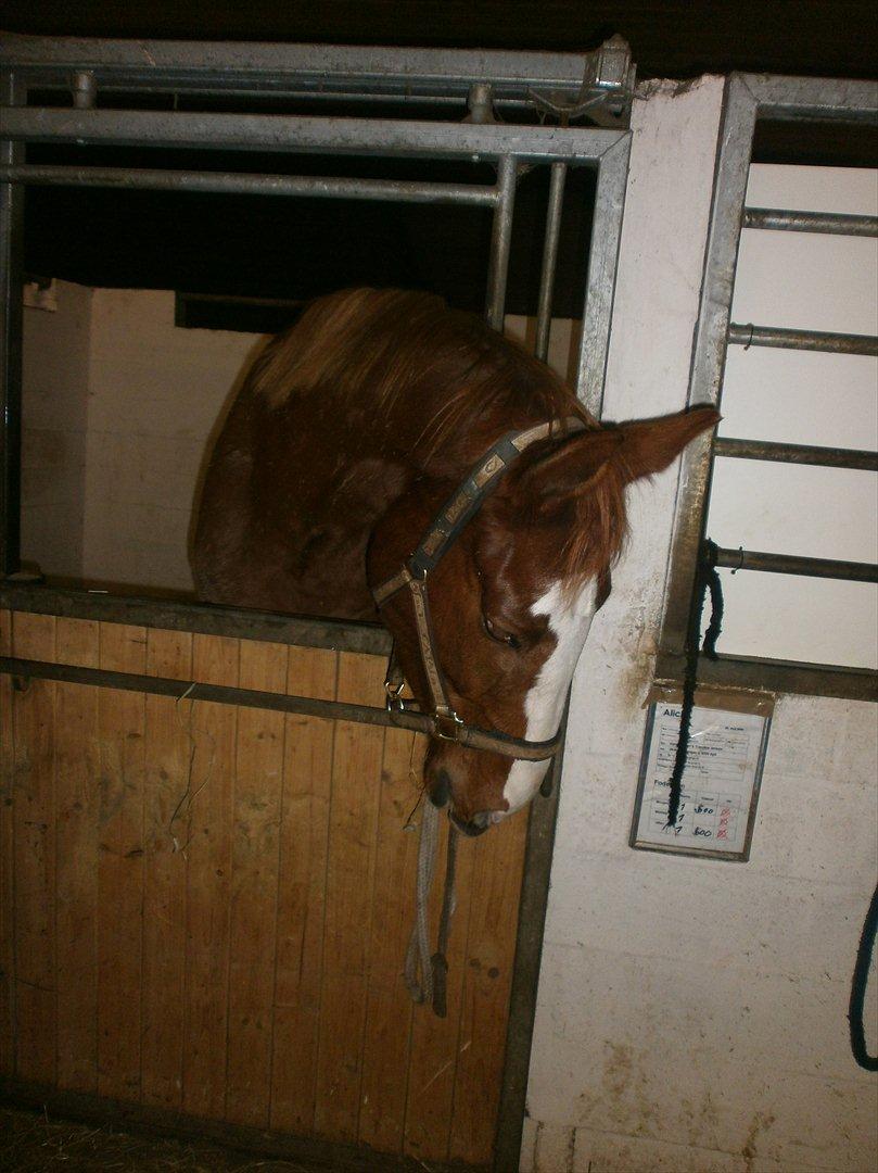 Dansk Varmblod Vestergårds Don Diligo billede 16