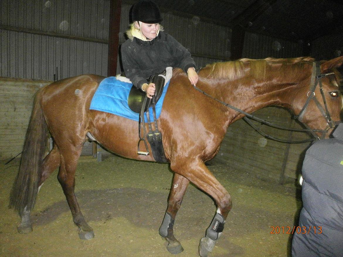 Dansk Varmblod Vestergårds Don Diligo - Jamen, man skal jo starte et sted ;-) billede 17