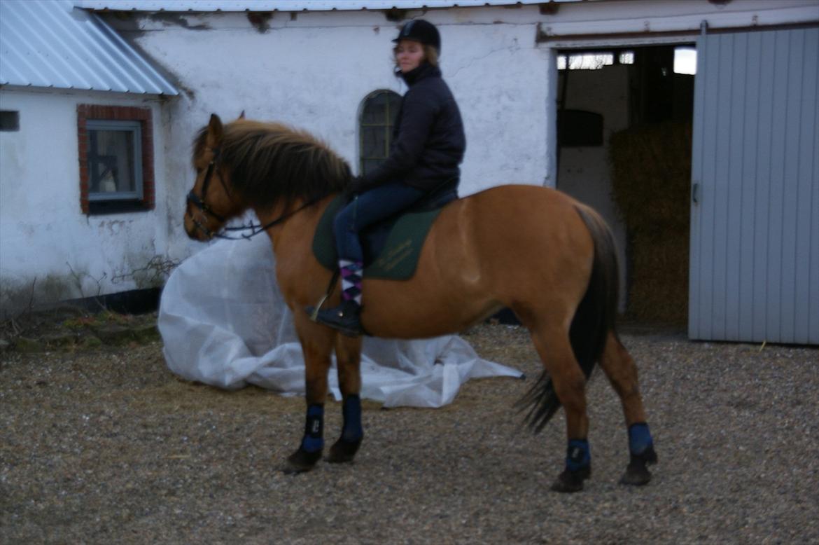 Anden særlig race Topsy SOLGT billede 2