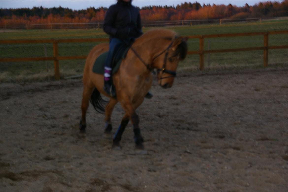 Anden særlig race Topsy SOLGT - Nyt til biddet :O billede 3