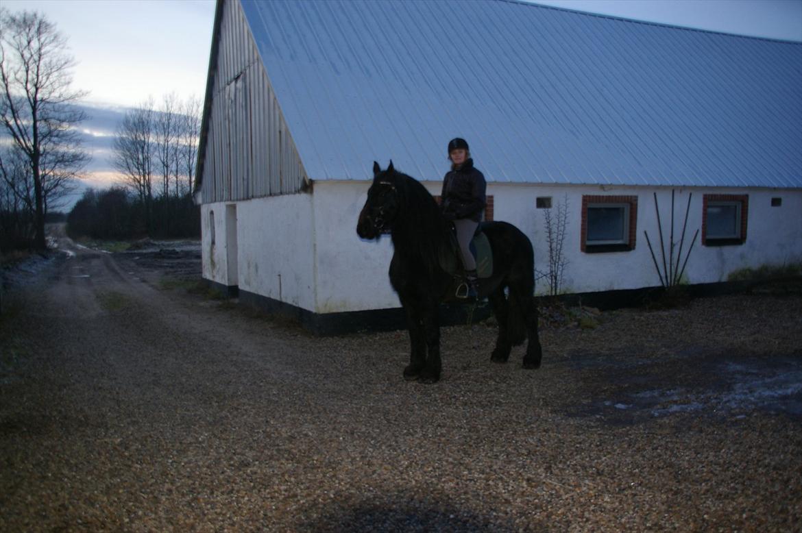 Frieser Rocky Van het zand( himmelhest) :( - rocky med rytter:-D billede 15