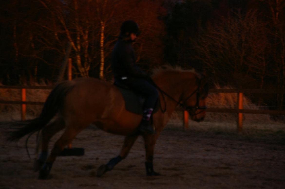 Anden særlig race Topsy SOLGT - nyt til biddet :O billede 4