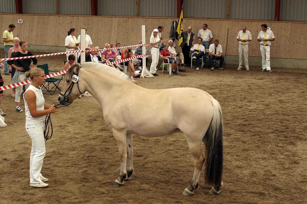 Fjordhest Annabell - Annabell til kåring, foråret 2010 billede 18