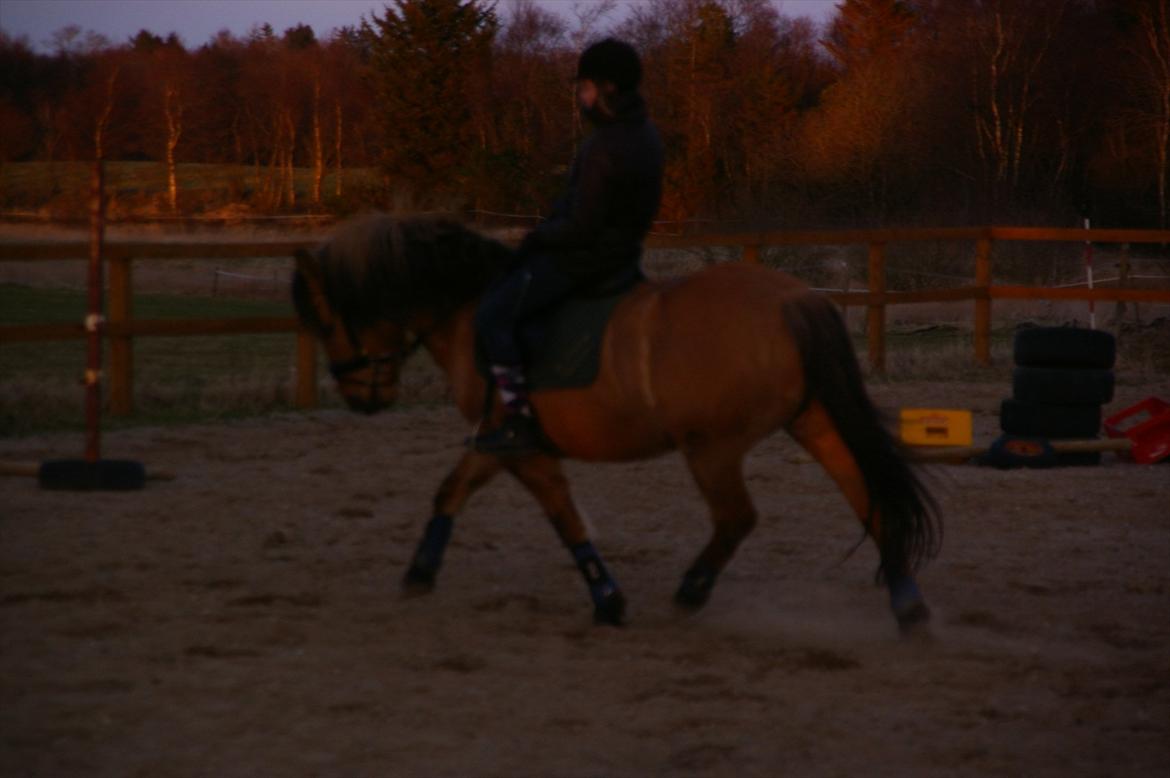 Anden særlig race Topsy SOLGT - nyt til biddet :O  billede 5