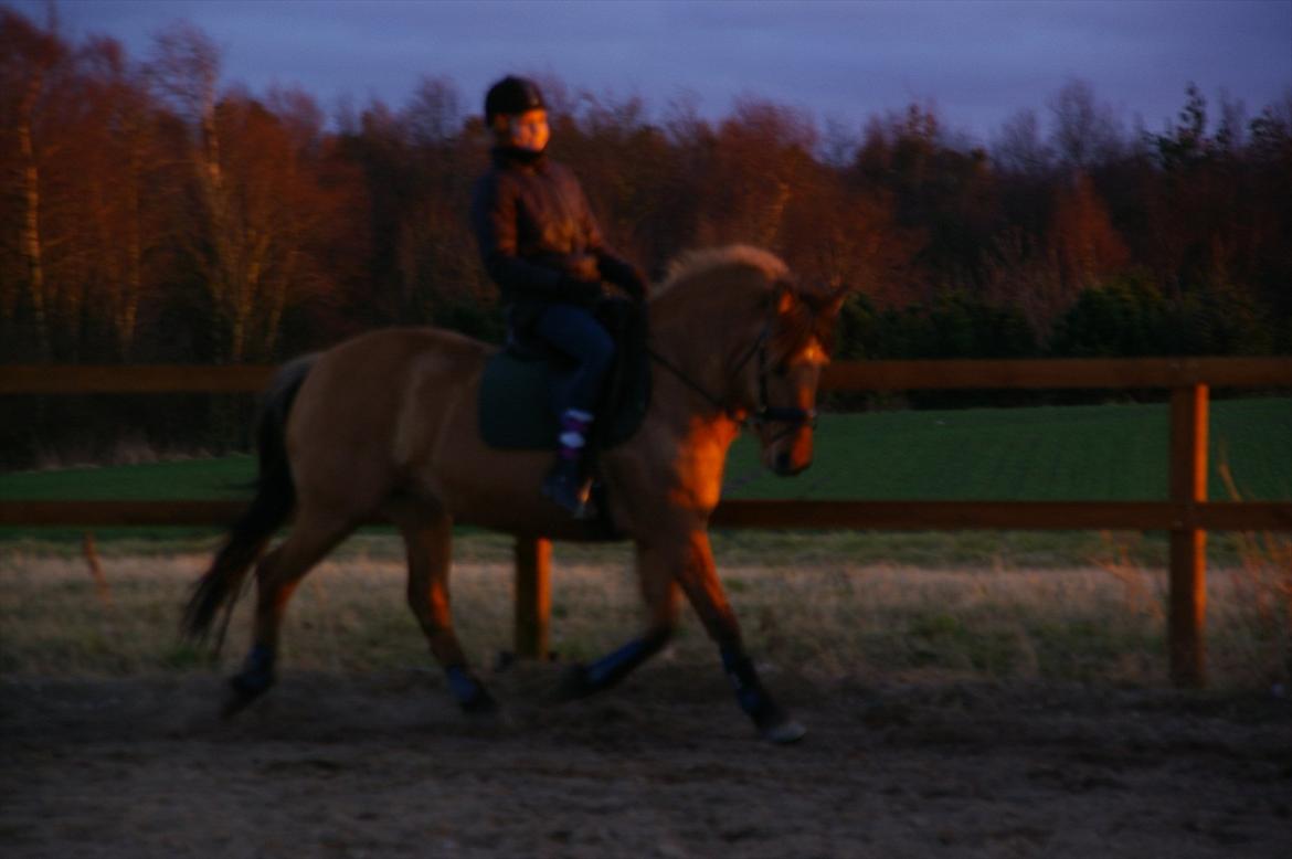 Anden særlig race Topsy SOLGT billede 6