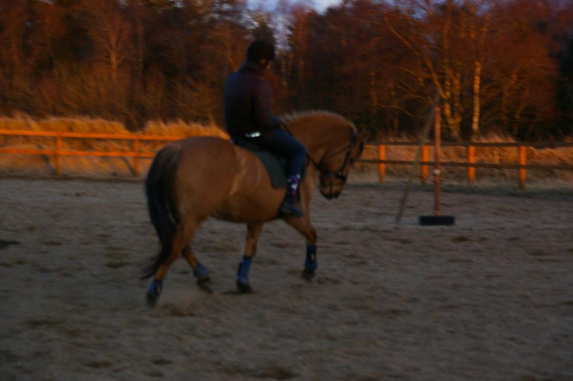 Anden særlig race Topsy SOLGT billede 7