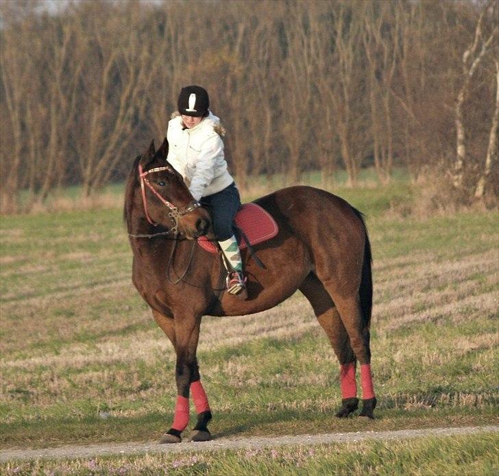 Traver Kitta Bama - hjemme igen - ligemeget hvor meget travhest du er, vil du altid være MIN travhest <3
-taget af Camilla billede 9