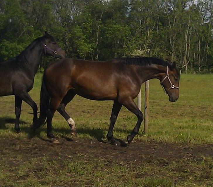 Dansk Varmblod Molly af Brorstrup billede 2
