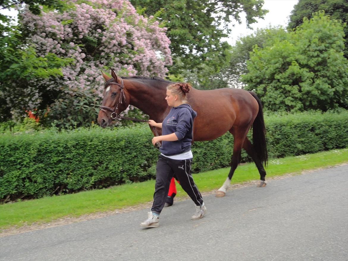 Dansk Varmblod Molly af Brorstrup billede 3