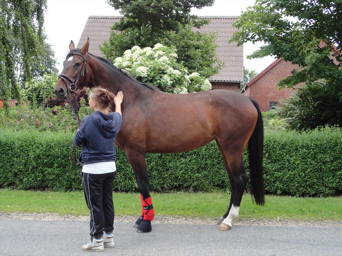 Dansk Varmblod Molly af Brorstrup billede 4