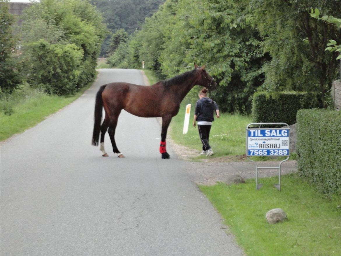 Dansk Varmblod Molly af Brorstrup billede 5