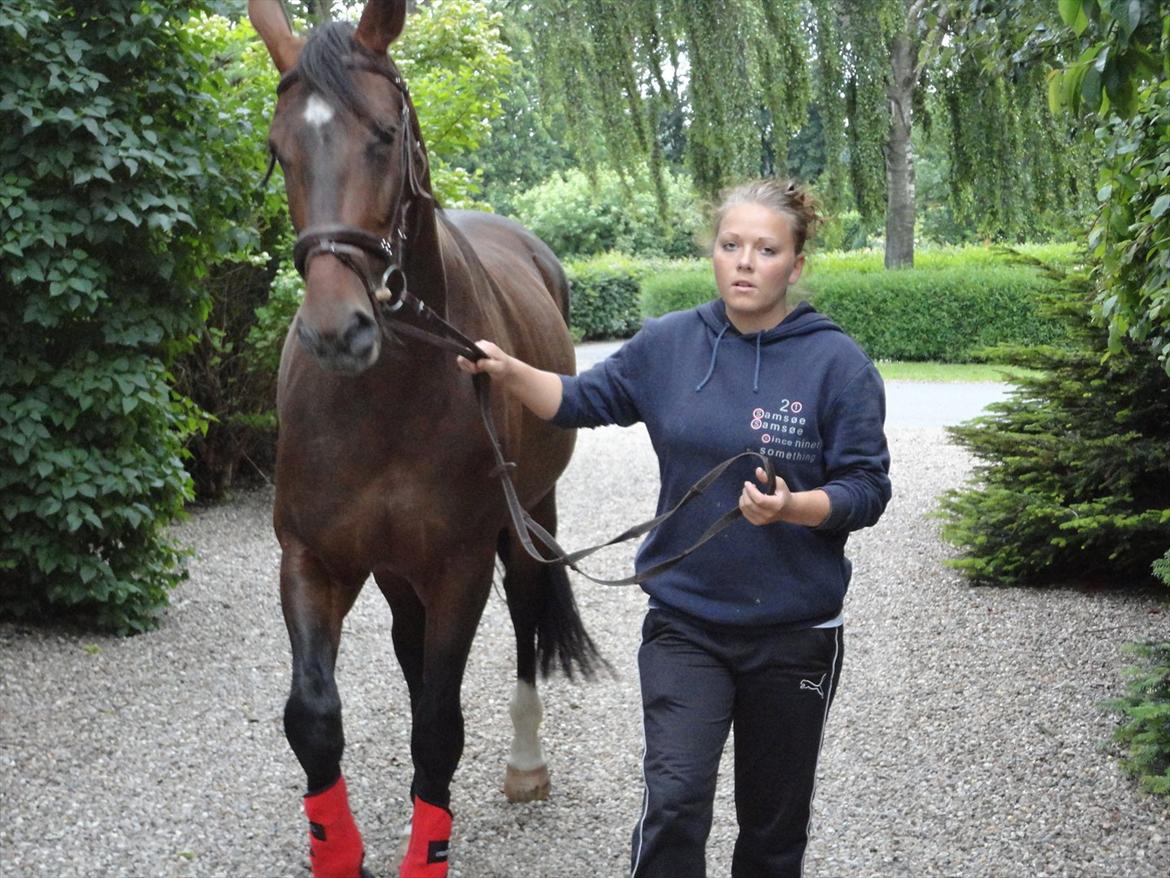 Dansk Varmblod Molly af Brorstrup billede 6