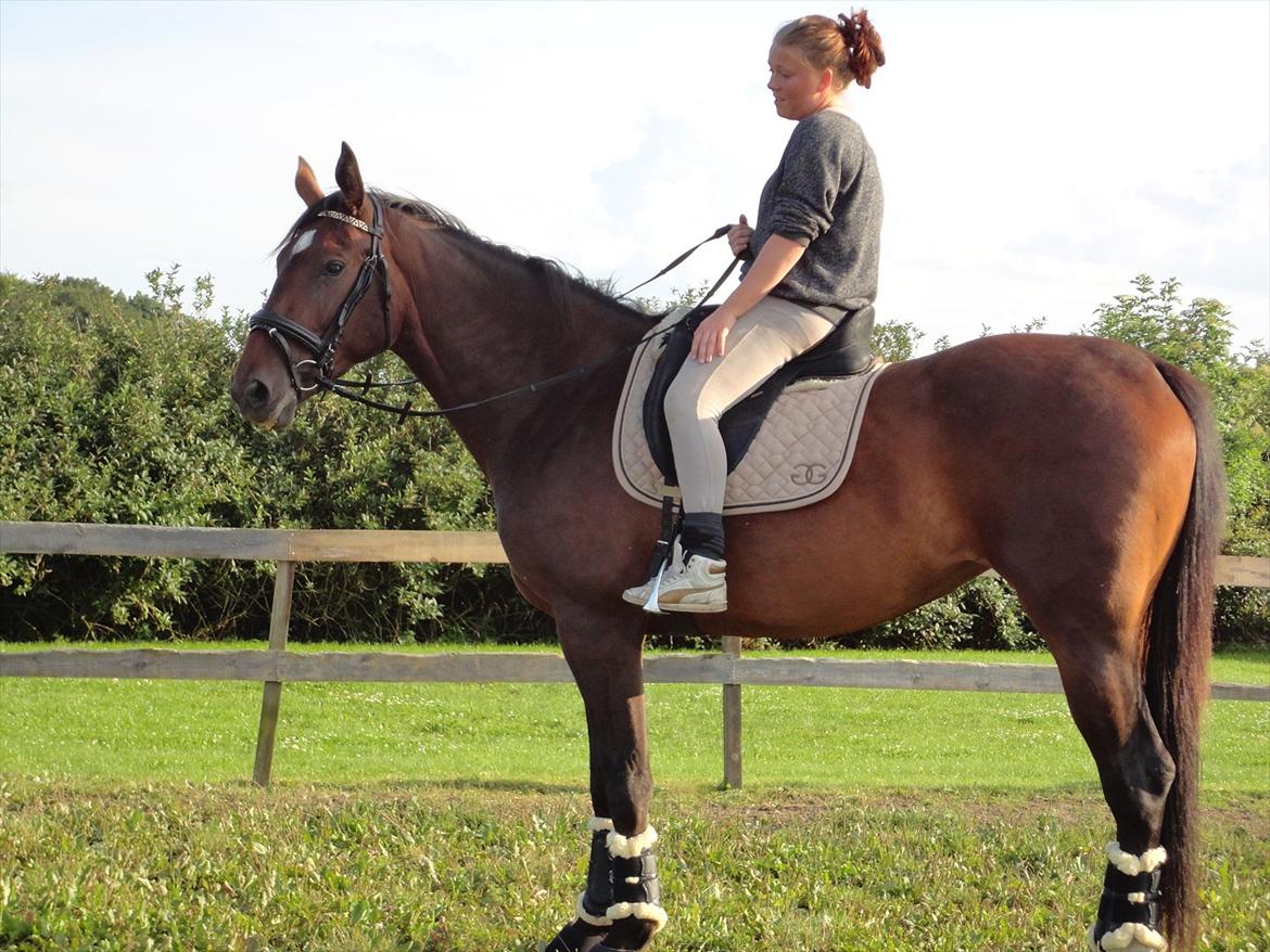 Dansk Varmblod Molly af Brorstrup billede 7