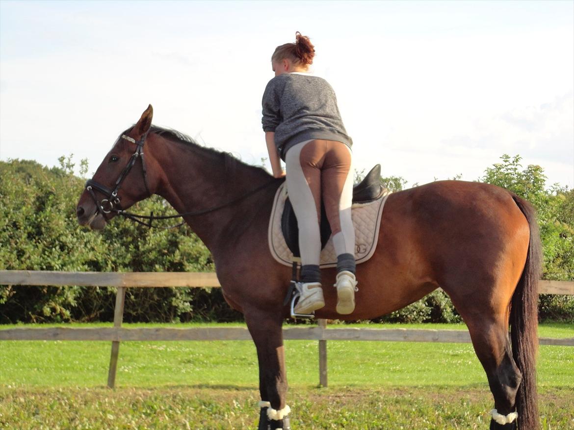 Dansk Varmblod Molly af Brorstrup billede 8