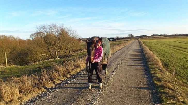 Dansk Varmblod Molly af Brorstrup billede 9