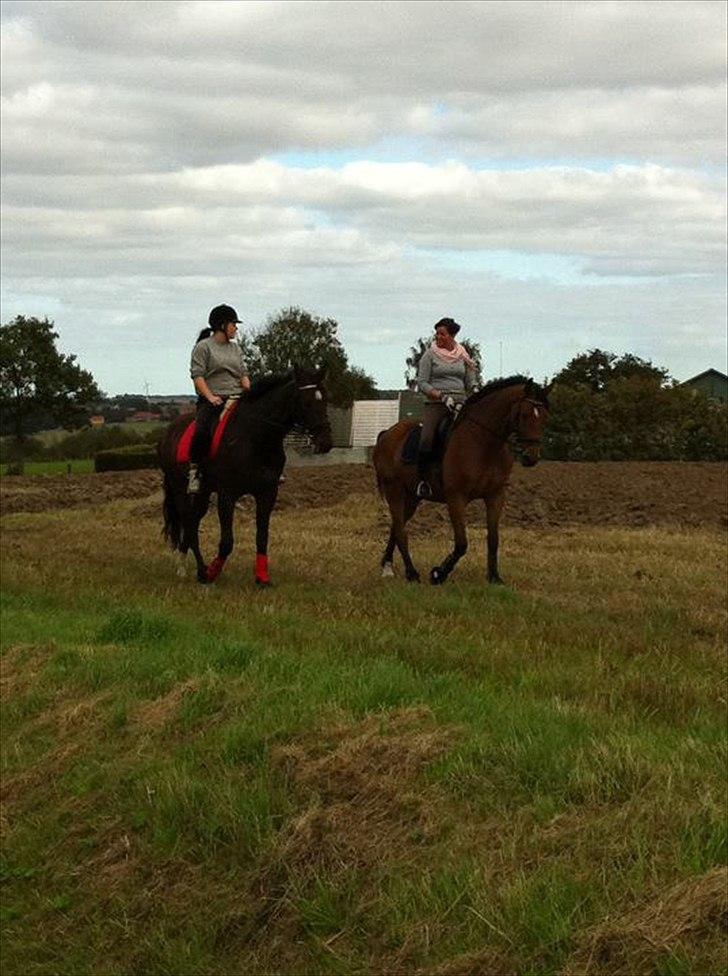 Dansk Varmblod Molly af Brorstrup billede 10