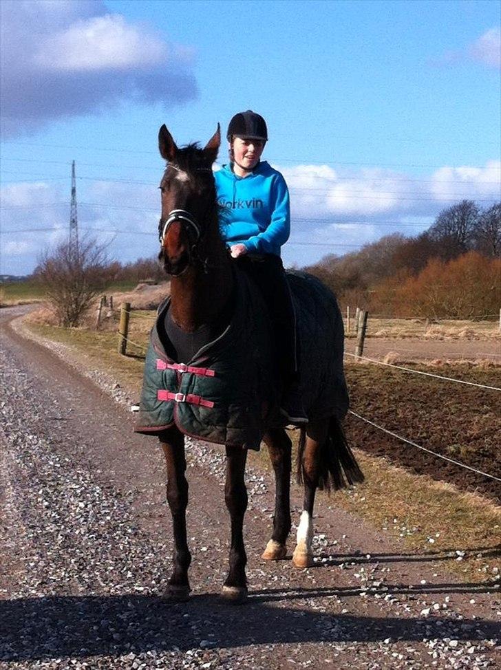 Dansk Varmblod Molly af Brorstrup billede 11