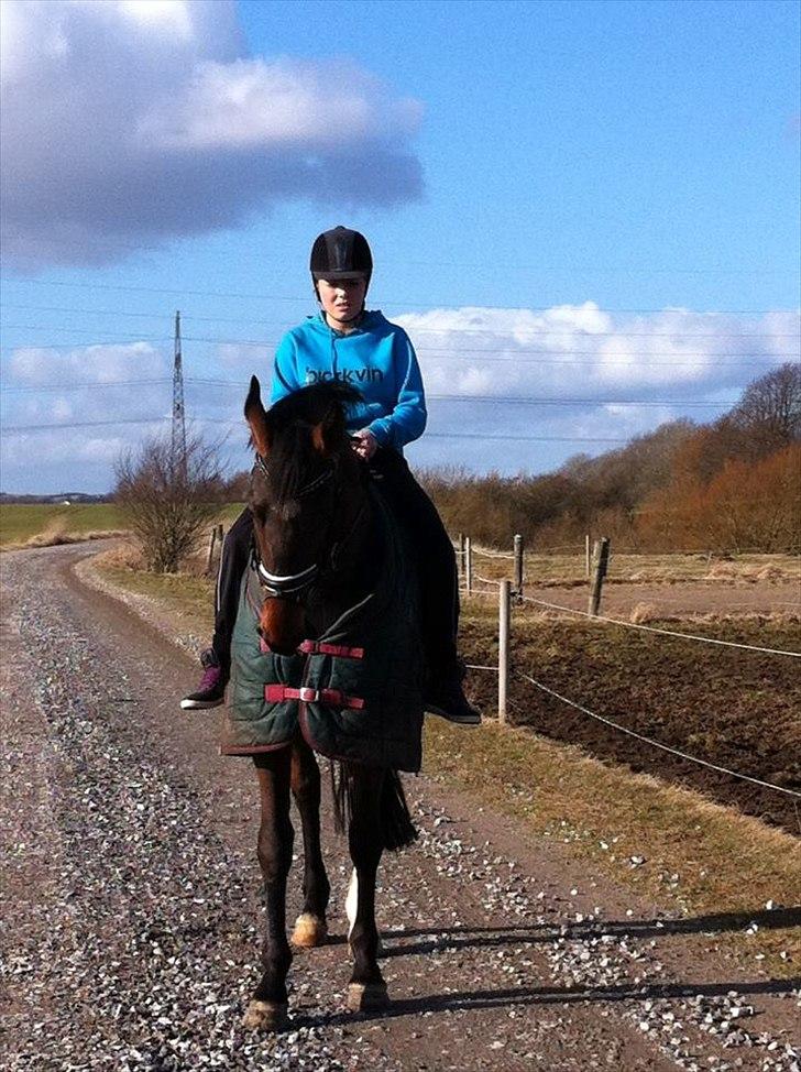 Dansk Varmblod Molly af Brorstrup billede 12