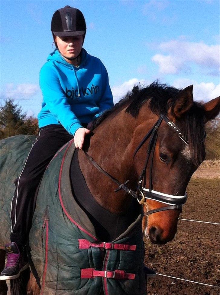 Dansk Varmblod Molly af Brorstrup billede 13