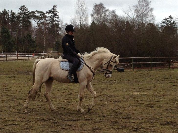 Palomino Ice On Sun - Ice og jeg der rider undervisning for første gang <3 han var simpelthen så god! billede 2