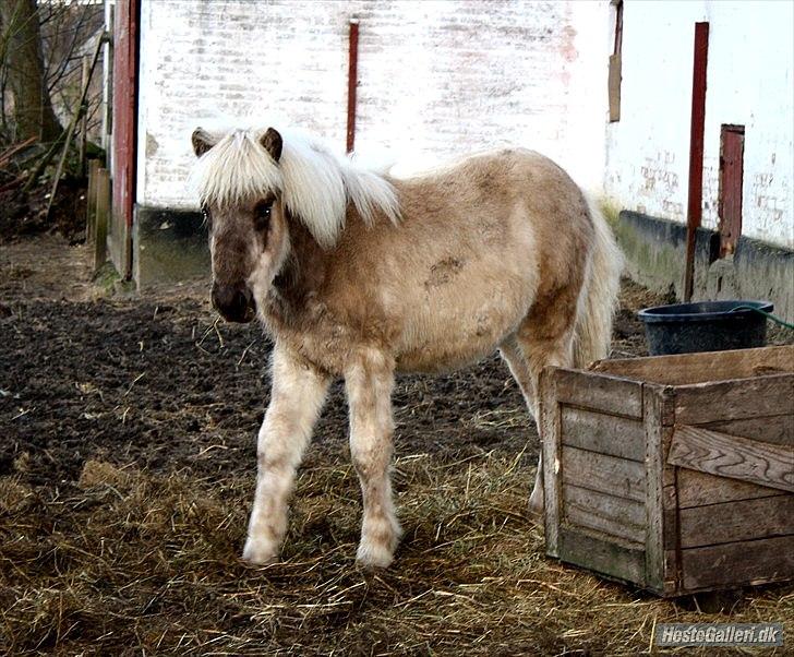 Islænder Djarfur fra Egelyst - Marts 2012 9 måneder gammel billede 16
