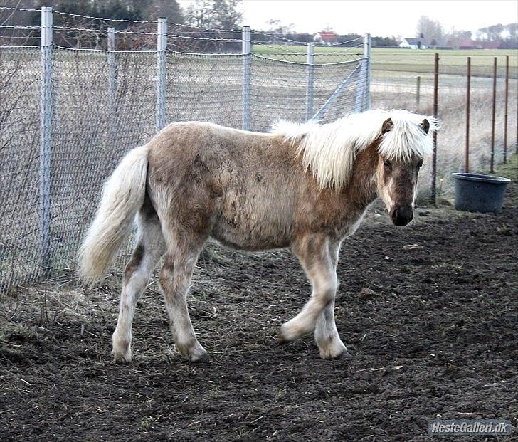 Islænder Djarfur fra Egelyst billede 17