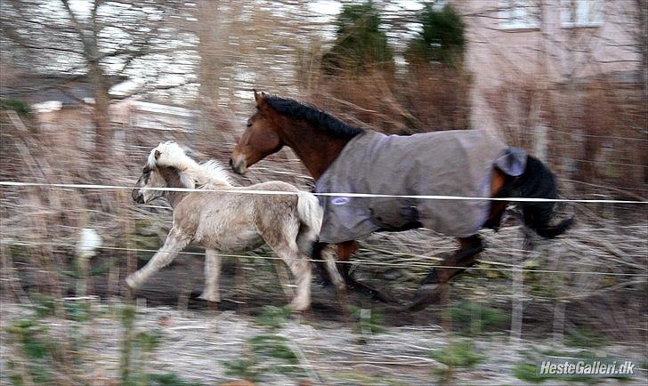 Islænder Djarfur fra Egelyst billede 18