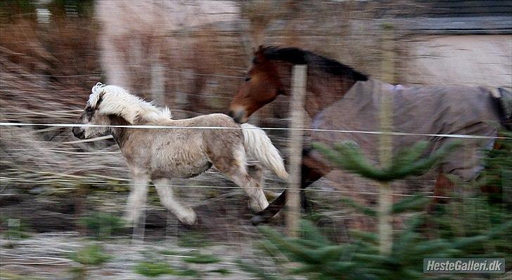 Islænder Djarfur fra Egelyst billede 19
