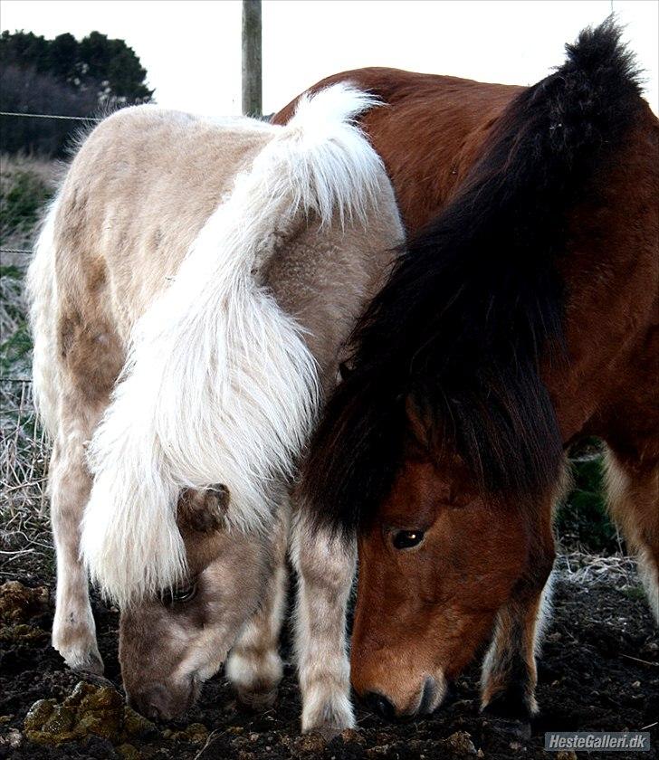 Islænder Djarfur fra Egelyst billede 20