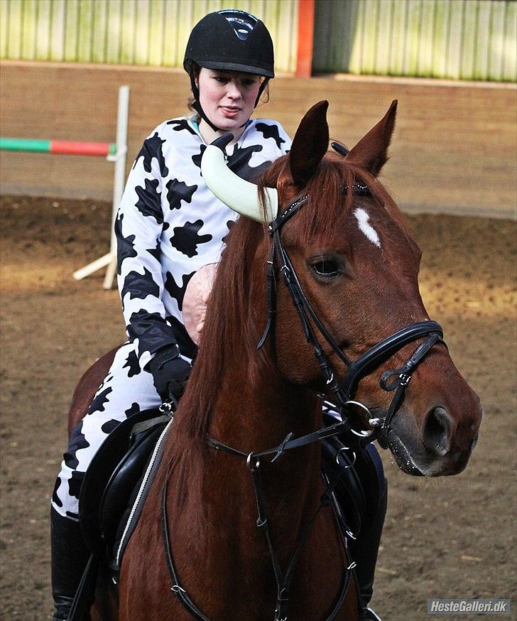 Anden særlig race Galant - vsr  - Part <3 - Fastelavn 2012 
Taget af Amalie Reffelt :) billede 19