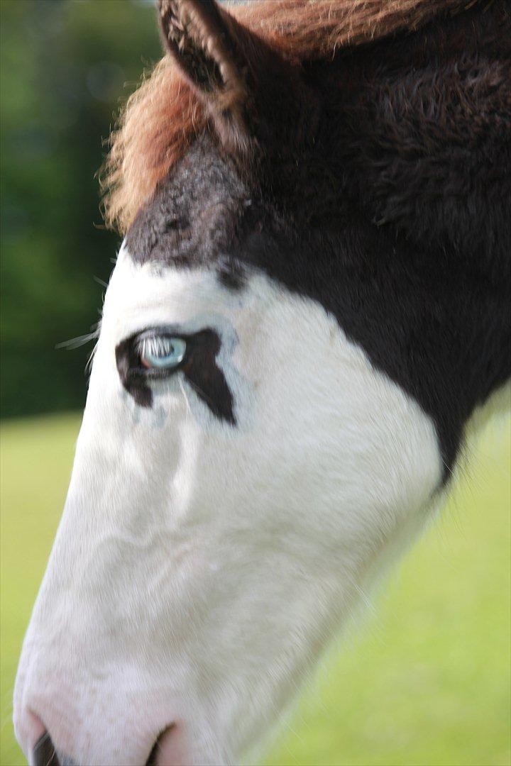 Paint charlies blue eyes billede 9