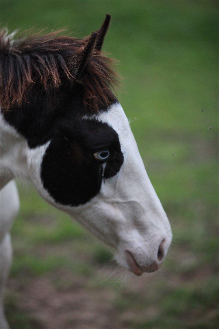 Paint charlies blue eyes billede 11