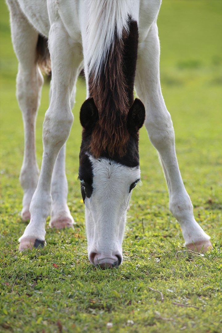 Paint charlies blue eyes billede 12