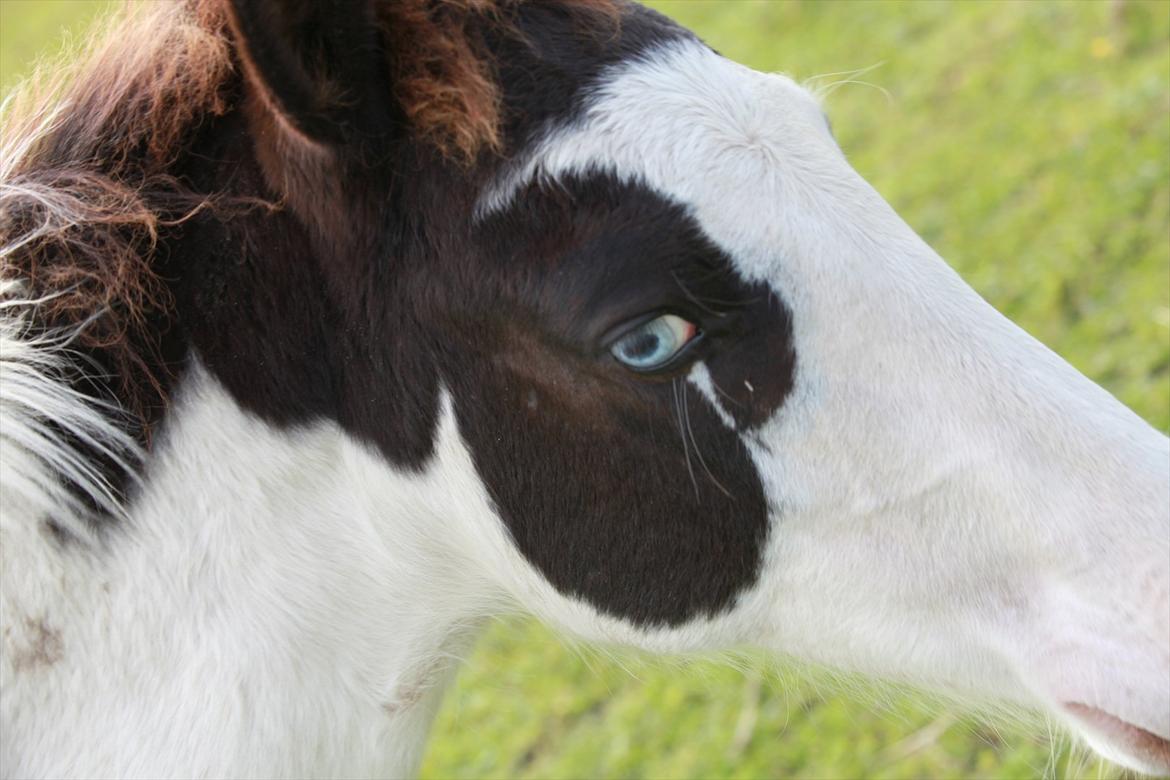 Paint charlies blue eyes billede 13