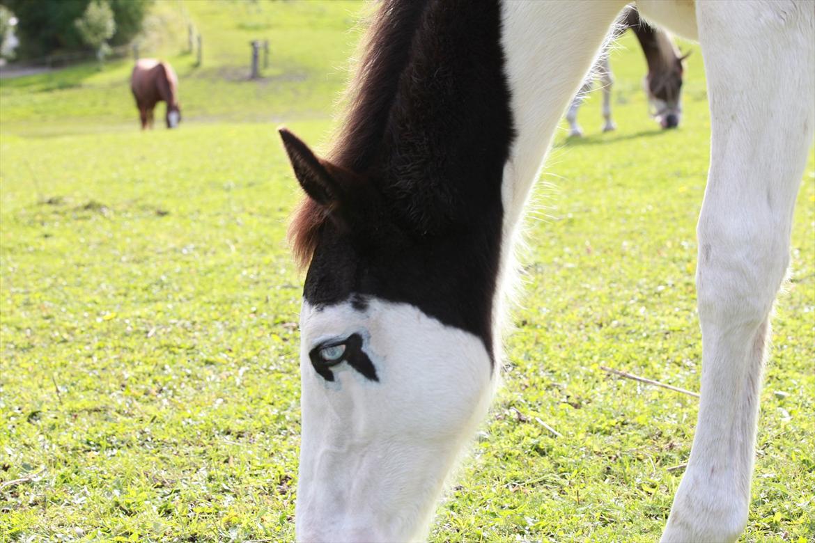 Paint charlies blue eyes billede 14