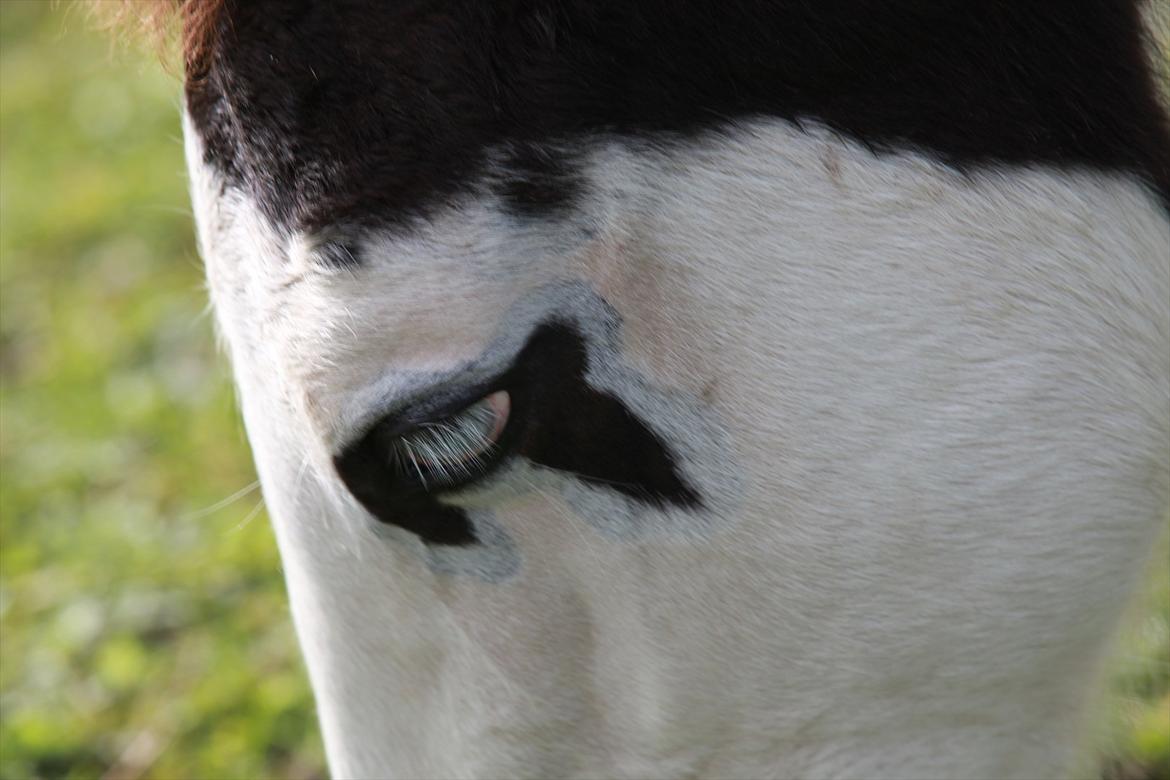 Paint charlies blue eyes billede 15